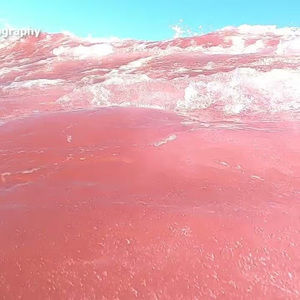 Meet your Posher, Paislee